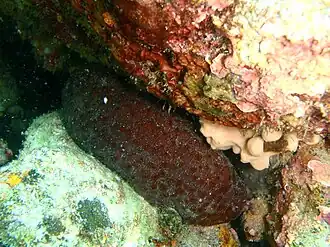 Australostichopus mollis