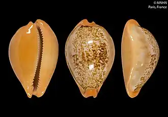 Austrasiatica langfordi