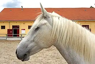 Lipizzaner hoofd