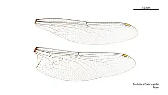Austroaeschna eungella