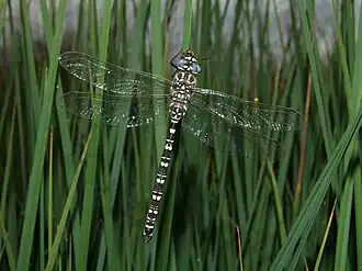 Austroaeschna inermis