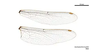 Austroaeschna muelleri