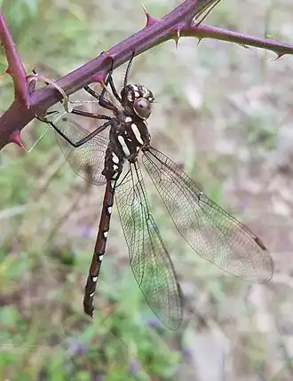 Austroaeschna pulchra
