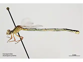 Austroagrion pindrina