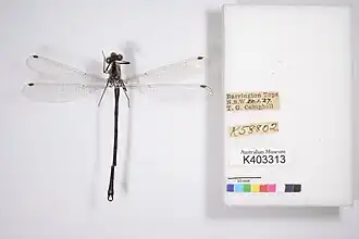 Austroargiolestes brookhousei