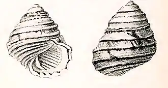 Austrocochlea constricta