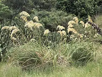 Austroderia turbaria