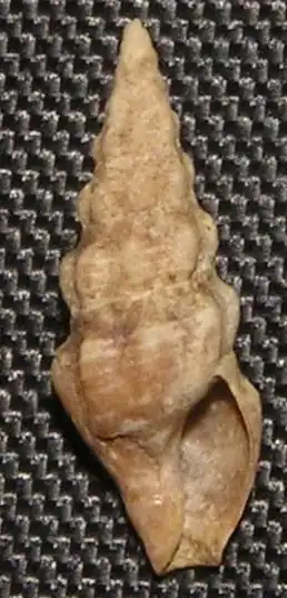 Austrodrillia angasi