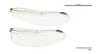 Austrogomphus australis