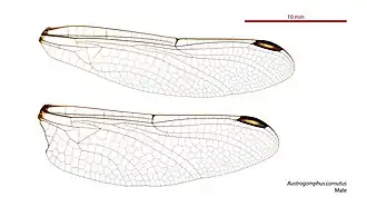 Austrogomphus cornutus