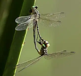 Austrogomphus mjobergi