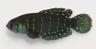 Austrolebias affinis