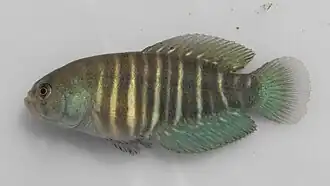 Austrolebias arachan