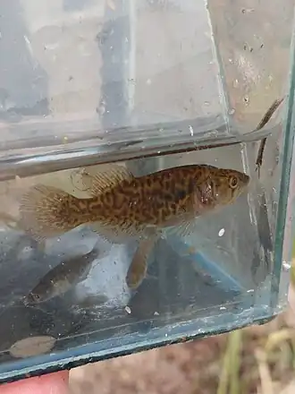 Austrolebias elongatus