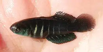 Austrolebias gymnoventris