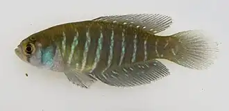 Austrolebias juanlangi