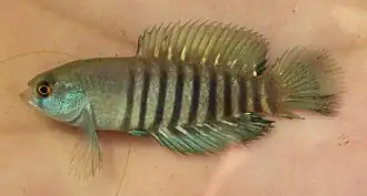 Austrolebias luteoflammulatus