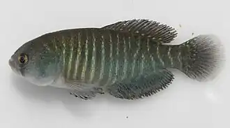 Austrolebias melanoorus