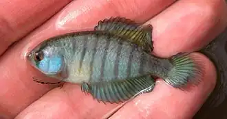 Austrolebias reicherti