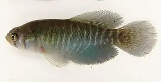 Austrolebias vazferreirai