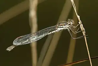 Austrolestes analis