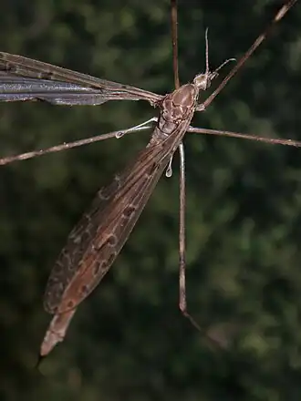 Austrolimnophila (Austrolimnophila) crassipes