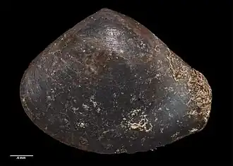 Austroneaera finlayi