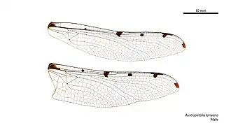 Austropetalia tonyana