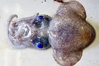 Austrorossia bipapillata