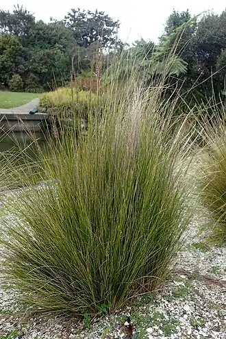 Austrostipa stipoides