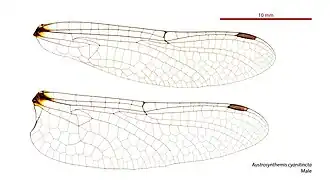 Austrosynthemis cyanitincta