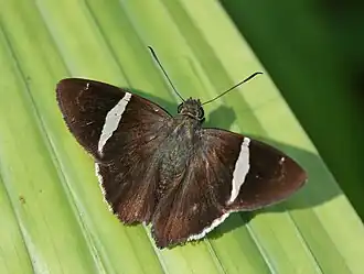 Autochton longipennis