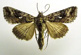 Autographa buraetica