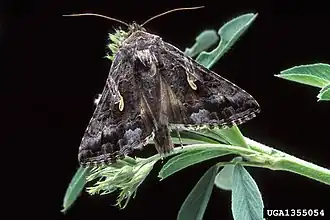 Autographa californica