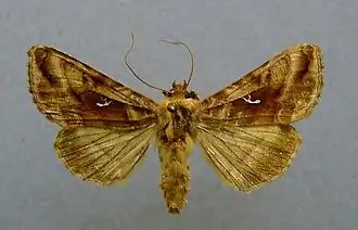 Jota-uil (Autographa jota)