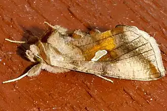 Autographa metallica