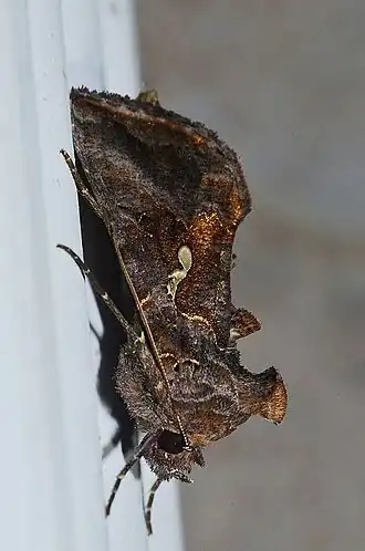 Autographa precationis
