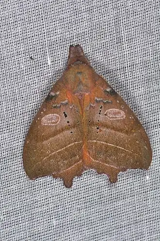 Automerina caudatula