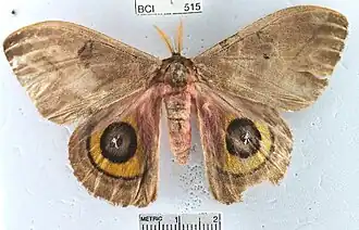 Automeris belti
