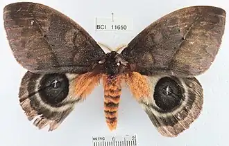 Automeris postalbida