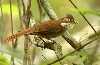 Pernambucobladspeurder