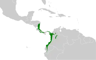 Westelijke bosbladspeurder