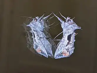 Autoplusia egenoides