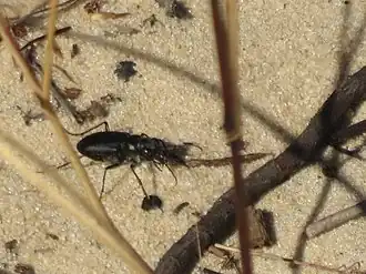 Cicindela nigrior