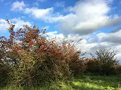 Herfstaspect van de associatie van sleedoorn en eenstijlige meidoorn