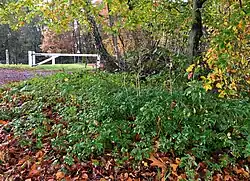 Herfstaspect van de associatie als zoom van een geëutrofieerde bosrand