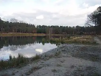 Ven in het Averbode bos