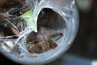 Avicularia azuraklaasi