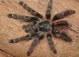 Avicularia taunayi