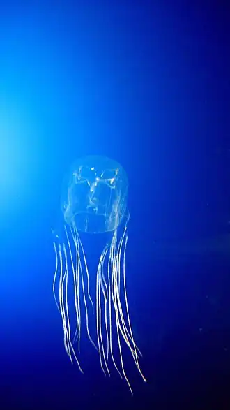 Australische zeewesp